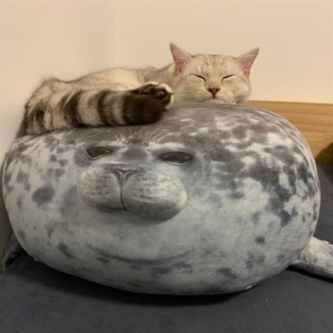 Peluche de Lion de mer, doux et confortable, de 20 à 80 cm – Image 4