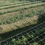 Filet de jardin agricole, maille en nylon, résistant à l'usure et durable