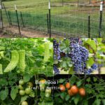 Filet de jardin agricole, maille en nylon, résistant à l'usure et durable – Image 2