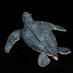 Peluche de tortue à dos nu, animaux marins réalistes, 30 cm – Image 4