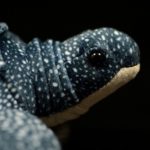 Peluche de tortue à dos nu, animaux marins réalistes, 30 cm – Image 5