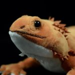 Peluche Lézard Dragon barbu Pogona souple, 46 cm – Image 3