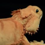 Peluche Lézard Dragon barbu Pogona souple, 46 cm – Image 4