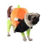 Costume pour chien et chat, motif citrouille – Image 3