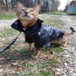 Manteau en similicuir avec motif d'aigle, doux et imperméable – Image 5