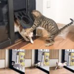 Kit de porte à rabat pour animaux de compagnie,  verrouillable magnétique, facile à installer – Image 4