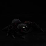 Peluche araignée tarentule réaliste, 21 cm – Image 5