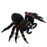 Peluche araignée tarentule réaliste, 21 cm