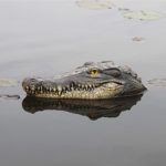 Tête de Crocodile flottante, réaliste, pour étang, piscine, 32 cm