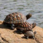Figurine animale de tortue en résine, décoration de jardin – Image 6
