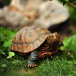 Figurine animale de tortue en résine, décoration de jardin – Image 4