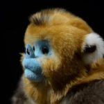 Peluche de grand singe doré, réaliste, 32 cm – Image 5