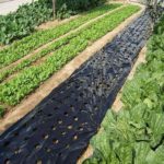 Film de paillage, empêcher la croissance des mauvaises herbes, de 10 à 50 m – Image 4