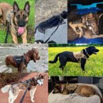 Ensemble de harnais, laisse, vêtement et accessoires tactiques en nylon, pour chien, 6 pièces – Image 2