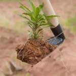 Petite houe agricole en acier au manganèse – outil robuste et polyvalent pour desserrer le sol, désherber et entretenir votre jardin avec confort et efficacité – Image 3